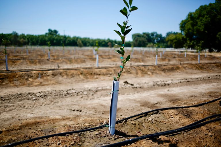 Citrus Planted Soil Basics